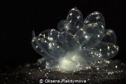 Elegant Butterfly Slug (Cyerce elegans)
Romblon, Philipp... by Oksana Maksymova 